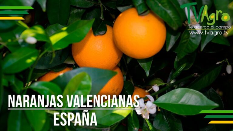 Registro de Marcas Comerciales en Xirivella: Guía Práctica