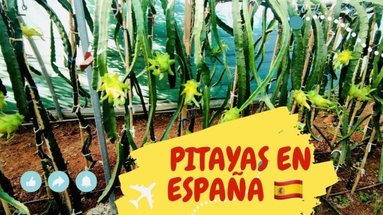 Gu&iacute;a para Comprar Productos Org&aacute;nicos en Quart de Poblet
