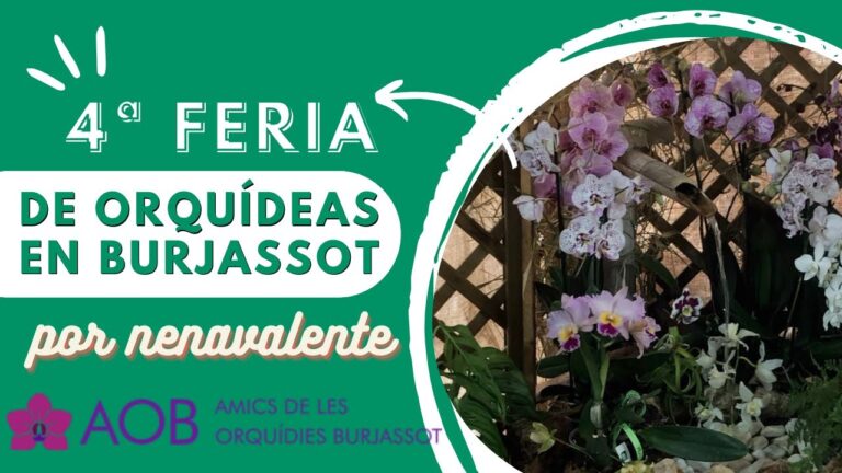 Descubre Actividades Imprescindibles para un Fin de Semana en Burjassot