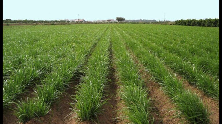 Zonas con Mayor Densidad de &Aacute;rboles en Xirivella
