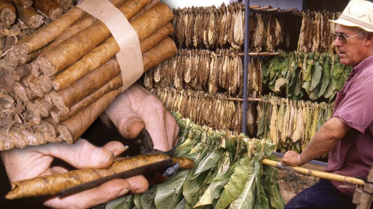 Guía para Comprar Queso Artesano en Aldaia